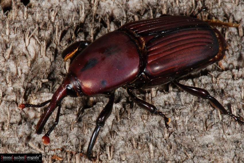 Rhynchophorus ferrugineus (Punteruolo della palma)